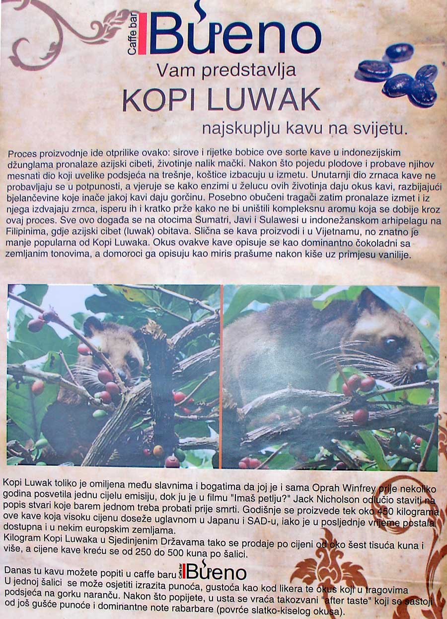 kopi-luwak kopi-luwak
