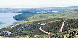 osoršćica