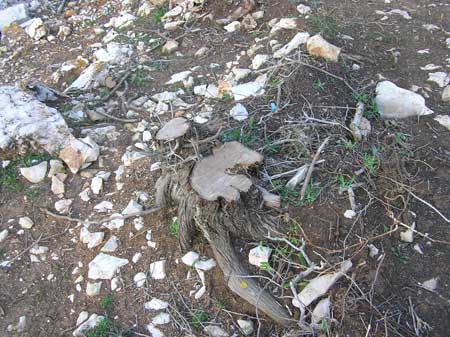 Tragovi devastacije plaže