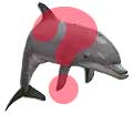 delfin