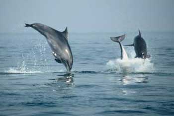 delfini