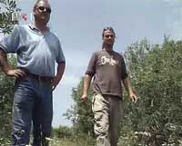 maslinari