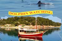 dolpin watching