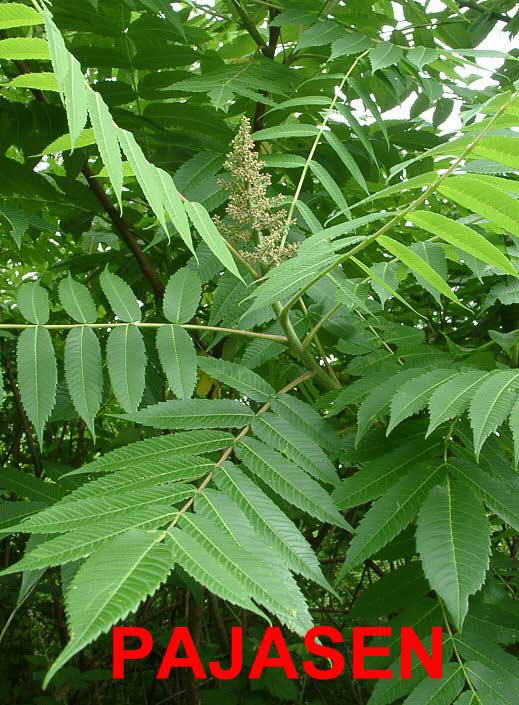 ailanthus_altissima