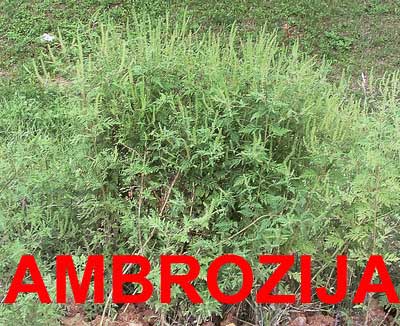 ambrozija