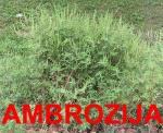 ambrozija
