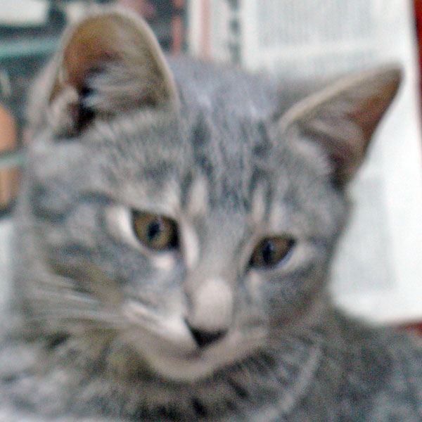 sivka-1