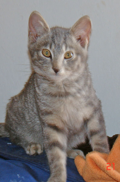 sivka3